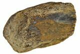 Hadrosaur (Edmontosaur) Bone Section - South Dakota #117077-3